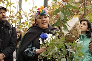 mapuche 2